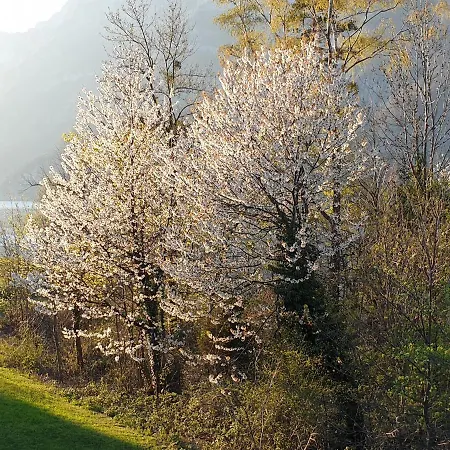 Apartment Walensee 80