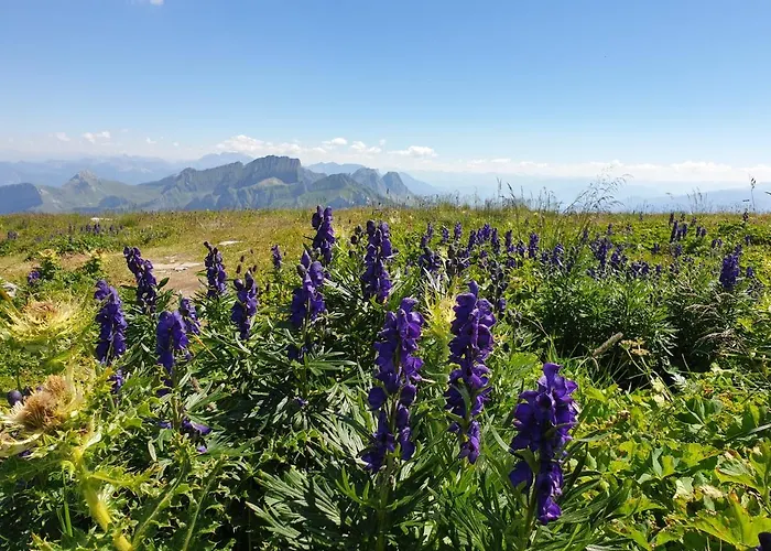 Walensee 80 Unterterzen