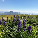 Walensee 80 אונטרטרזן